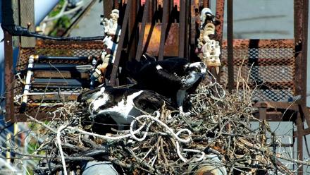 Golden Gate Ospreys Live Crane Cam - Mar 17, 2026, 12:08pm PDT