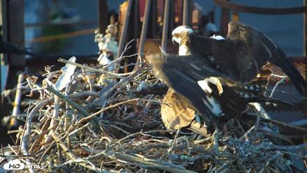 Golden Gate Ospreys Live Crane Cam - Apr 15, 2026, 6:52pm PDT