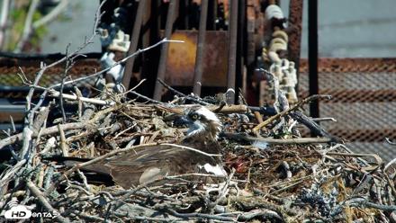 Golden Gate Ospreys Live Crane Cam - May 20, 2026, 10:25am PDT