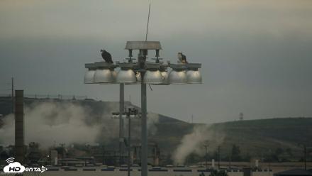 Golden Gate Ospreys Live Crane Cam - Jun 13, 2026, 6:31am PDT