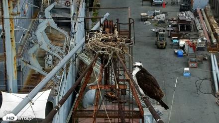 Golden Gate Ospreys Live Crane Cam - May 4, 2026, 7:30pm PDT