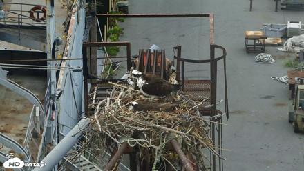 Golden Gate Ospreys Live Crane Cam - May 2, 2026, 9:23am PDT