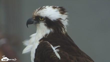 Golden Gate Ospreys Live Crane Cam - May 4, 2026, 7:55pm PDT
