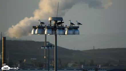 Golden Gate Ospreys Live Crane Cam - Apr 27, 2026, 7:30pm PDT