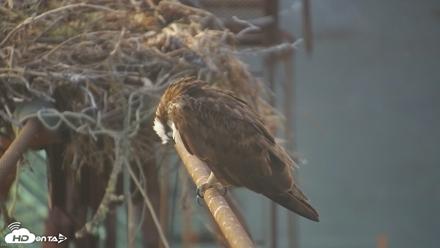 Golden Gate Ospreys Live Crane Cam - Jun 20, 2026, 8:51pm PDT
