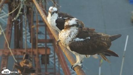 Golden Gate Ospreys Live Crane Cam - May 30, 2026, 8:22pm PDT