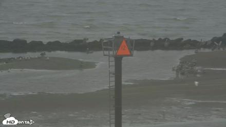 Golden Gate Ospreys Live Crane Cam - Jul 5, 2026, 7:23am PDT