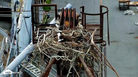Golden Gate Ospreys Live Crane Cam - Apr 25, 2026, 11:56am PDT