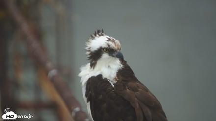 Golden Gate Ospreys Live Crane Cam - May 4, 2026, 7:57pm PDT