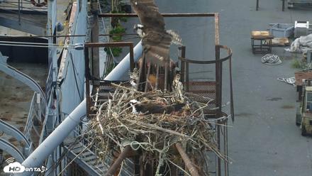 Golden Gate Ospreys Live Crane Cam - May 2, 2026, 5:54pm PDT
