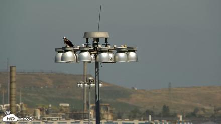 Golden Gate Ospreys Live Crane Cam - May 11, 2026, 11:26am PDT