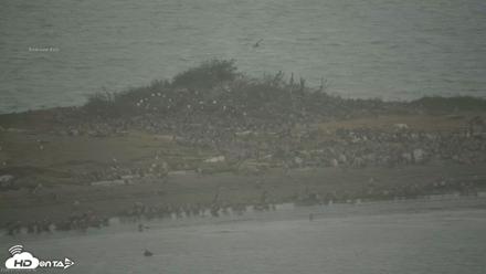 Golden Gate Ospreys Live Crane Cam - Jul 5, 2026, 7:23am PDT