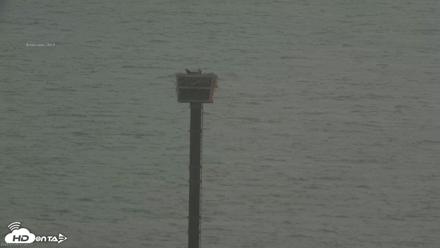 Golden Gate Ospreys Live Crane Cam - Jul 5, 2026, 7:23am PDT