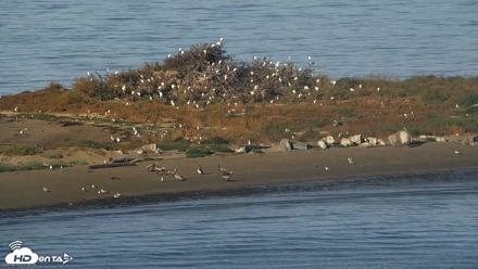 Golden Gate Ospreys Live Crane Cam - Jun 12, 2026, 7:39am PDT