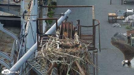 Golden Gate Ospreys Live Crane Cam - May 2, 2026, 5:54pm PDT