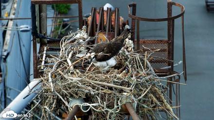 Golden Gate Ospreys Live Crane Cam - Apr 12, 2026, 3:26pm PDT