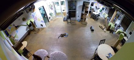 Cat Cafe San Diego Live Webcam - Dec 7, 2025, 10:41pm PST