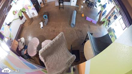 Cat Cafe San Diego Live Webcam - Sep 1, 2026, 3:08pm PDT