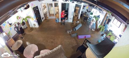 Cat Cafe San Diego Live Webcam - Jul 13, 2026, 11:46am PDT