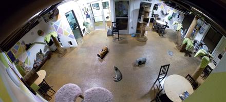 Cat Cafe San Diego Live Webcam - Dec 8, 2025, 7:03pm PST