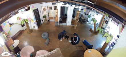 Cat Cafe San Diego Live Webcam - Jun 4, 2026, 9:05am PDT