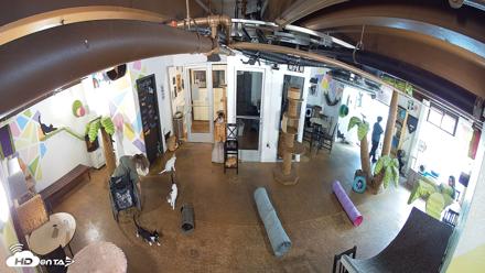 Cat Cafe San Diego Live Webcam - Sep 9, 2026, 11:19am PDT