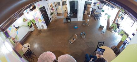 Cat Cafe San Diego Live Webcam - Oct 29, 2025, 2:33pm PDT
