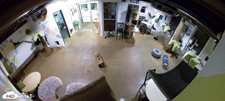 Cat Cafe San Diego Live Webcam - Jun 25, 2026, 11:17pm PDT