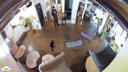 Cat Cafe San Diego Live Webcam - Oct 20, 2026, 10:17am PDT