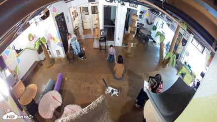 Cat Cafe San Diego Live Webcam - Sep 16, 2026, 9:32am PDT