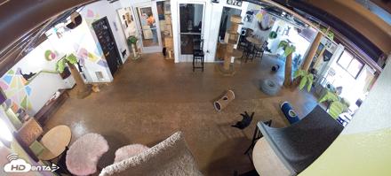 Cat Cafe San Diego Live Webcam - Jun 26, 2026, 10:01am PDT