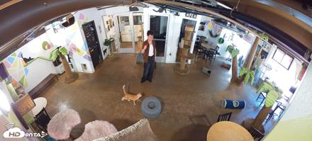 Cat Cafe San Diego Live Webcam - Jun 7, 2026, 2:56pm PDT