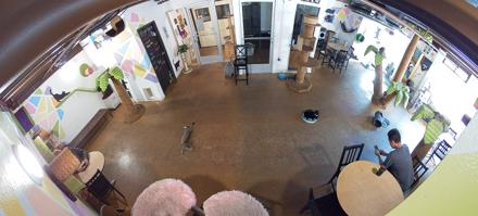 Cat Cafe San Diego Live Webcam - Oct 28, 2025, 10:37am PDT