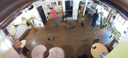 Cat Cafe San Diego Live Webcam - Dec 5, 2025, 10:03am PST