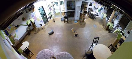Cat Cafe San Diego Live Webcam - Oct 30, 2025, 12:23am PDT