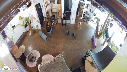 Cat Cafe San Diego Live Webcam - Oct 22, 2026, 3:41pm PDT