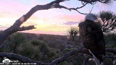 NE Florida Eagles Live Webcam - Sep 16, 2026, 6:59am EDT