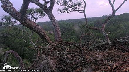 NE Florida Eagles Live Webcam - May 3, 2026, 6:29am EDT