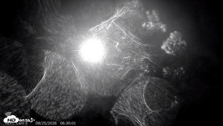 NE Florida Eagles Live Webcam - Sep 25, 2026, 6:32am EDT