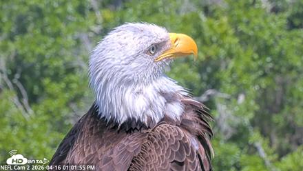 NE Florida Eagles Live Webcam - Apr 16, 2026, 1:02pm EDT