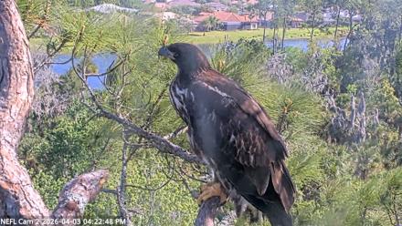 NE Florida Eagles Live Webcam - Apr 3, 2026, 4:23pm EDT