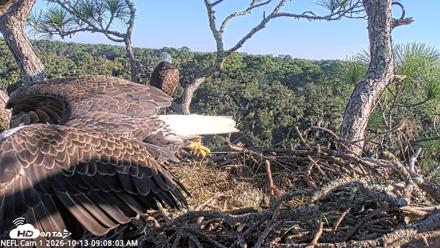 NE Florida Eagles Live Webcam - Oct 13, 2026, 9:09am EDT