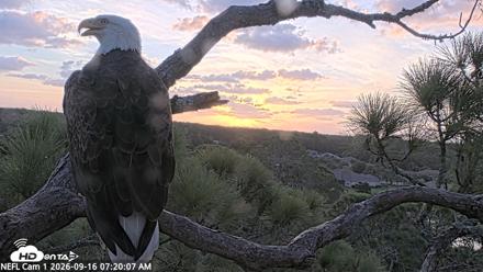 NE Florida Eagles Live Webcam - Sep 16, 2026, 7:21am EDT