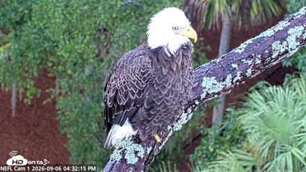 NE Florida Eagles Live Webcam - Sep 6, 2026, 4:33pm EDT