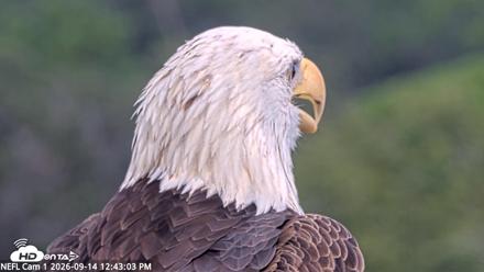 NE Florida Eagles Live Webcam - Sep 14, 2026, 12:43pm EDT