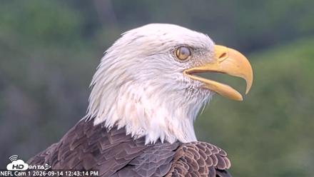 NE Florida Eagles Live Webcam - Sep 14, 2026, 12:44pm EDT