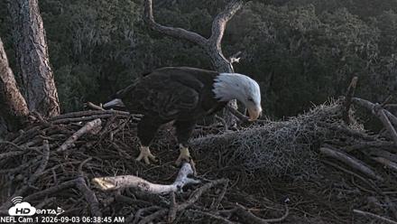 NE Florida Eagles Live Webcam - Sep 3, 2026, 6:40am EDT