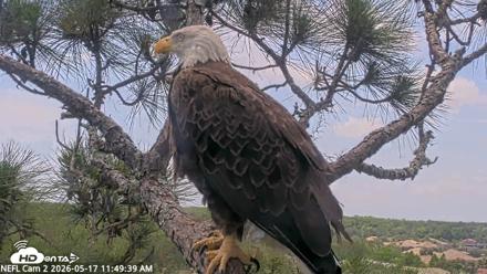 NE Florida Eagles Live Webcam - May 17, 2026, 11:50am EDT