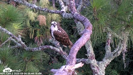 NE Florida Eagles Live Webcam - Aug 4, 2026, 6:46am EDT