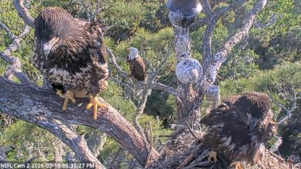 NE Florida Eagles Live Webcam - Mar 19, 2026, 5:36pm EDT
